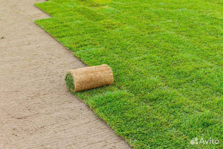 Рулонный газон /продажа/укладка