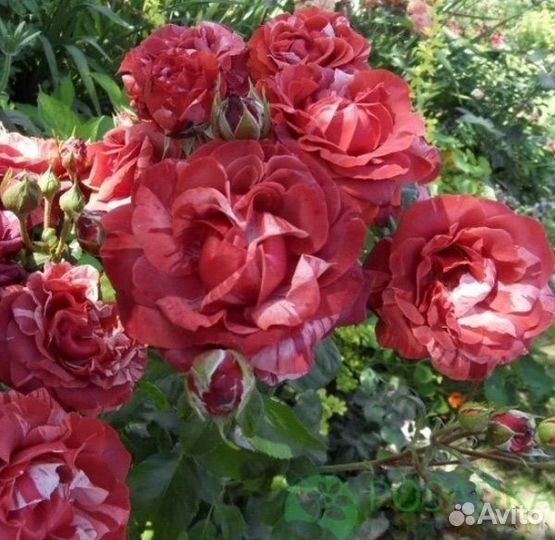 Плетистая шоколадная роза Брауни в горшке 4 л