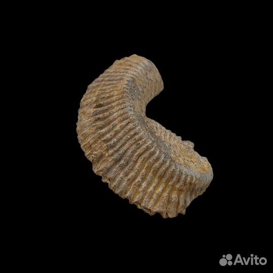 Моллюск Rastellum, Мадагаскар / Окаменелости