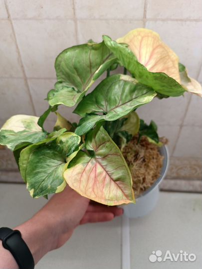 Сингониум орм Тонг ORM Tong