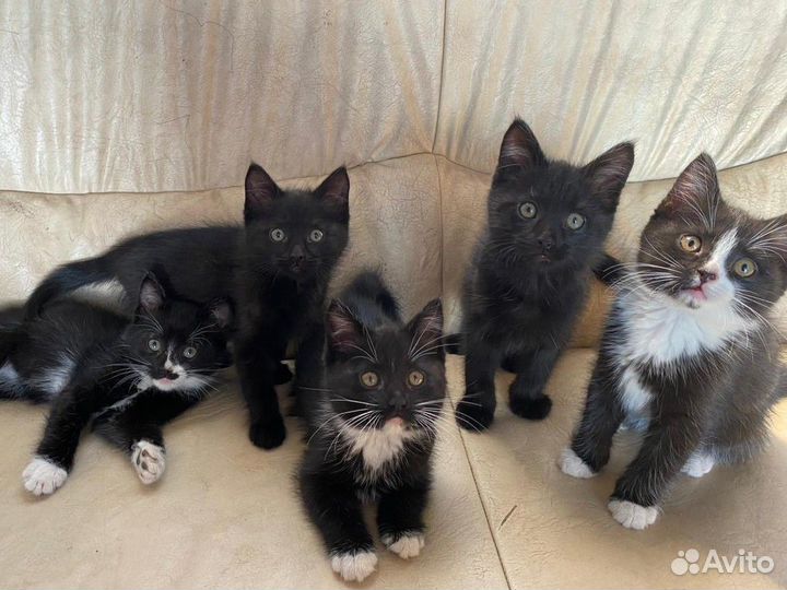 Котята в добрые руки