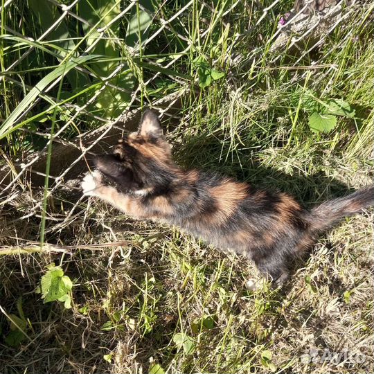 Бездомный котенок девочка