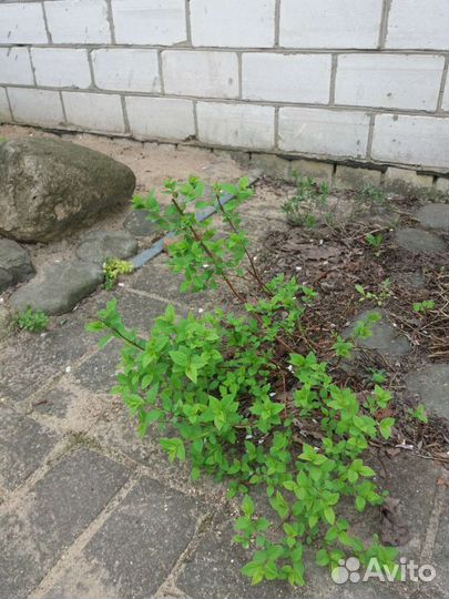 Садовые растения