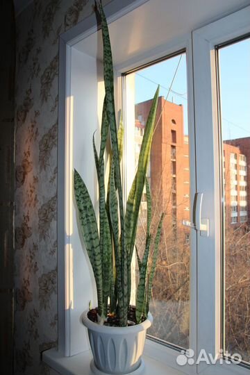 Щучий хвост (Сансевиерия)