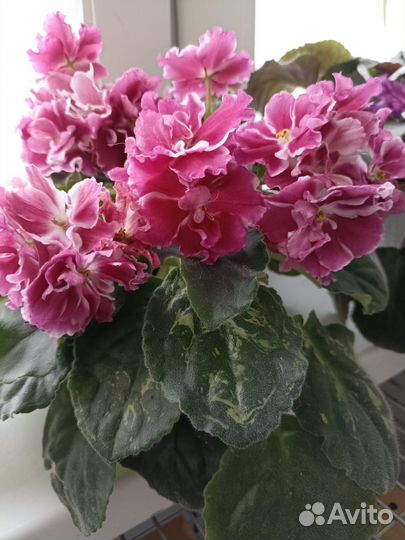 Продам цветы комнатные