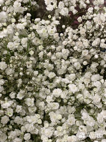 Гипсофила, букет гипсофил