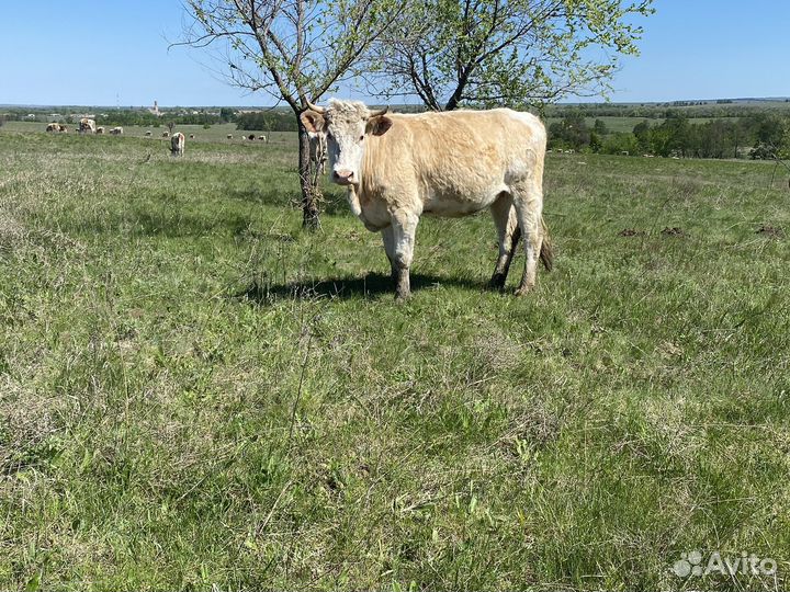 Молочная порода крс