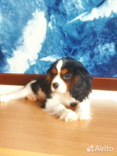 Кавалер кинг чарльз спаниель РКФ