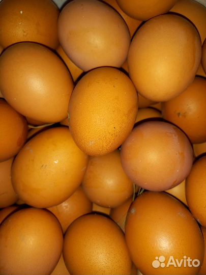 Домашние куриные яйца