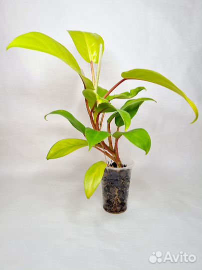 Филодендрон малай голд