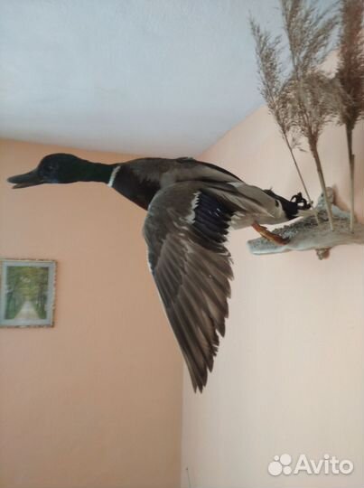 Селезень кряквы