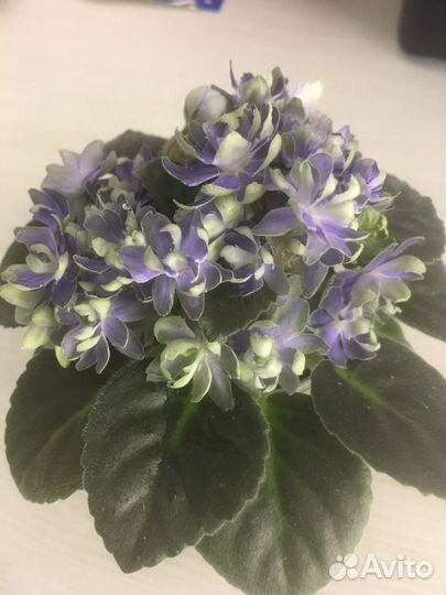 Листочки фиалок