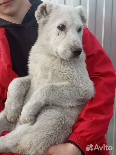 Собака алабай