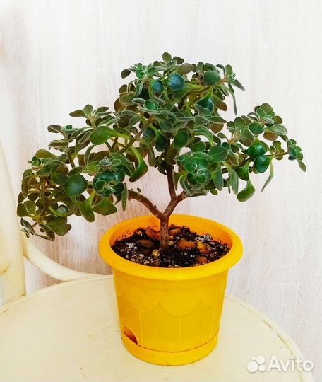 Дерево любви