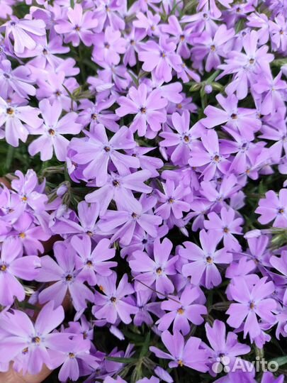 Почвопокровные. Большая поляна