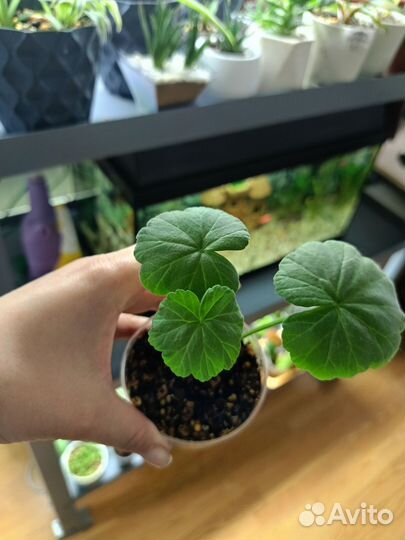 Диффенбахия камилла