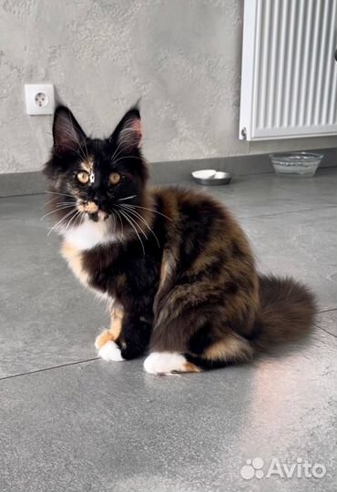 Мейн-кун девочка