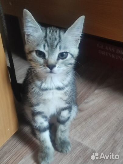 Отдаю котенка (девочка), возраст 2,5 мес