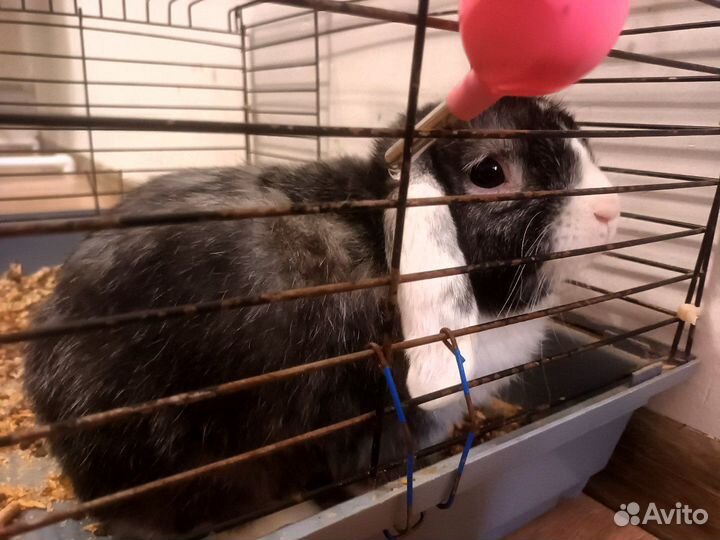 Декоративный кролик