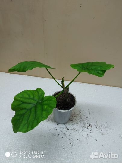 Редкие фикусы