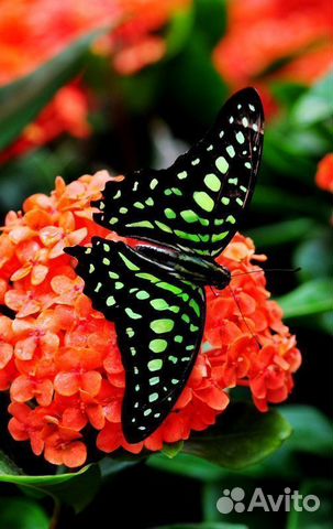 Живые Тропические Бабочки Для ваших Любимых