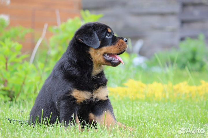 Щенки ротвейлер