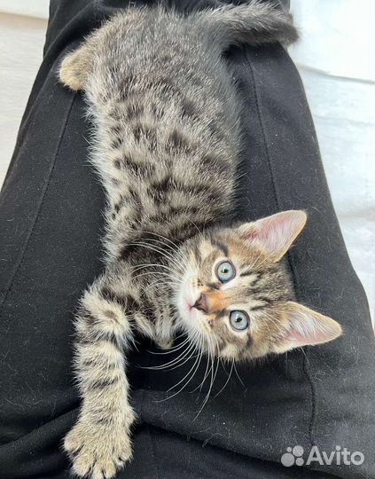Котенок мальчик 2 мес в дар