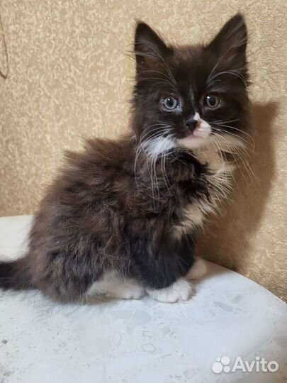 Котята - очаровашки