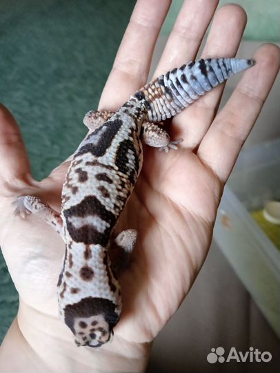 Эублефар, гемитеконикс