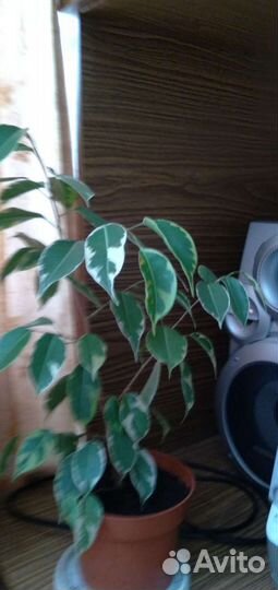 Продам комнатные растения