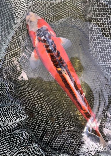 Карп кои - шисуи