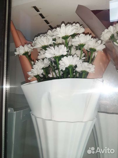 Хризантема