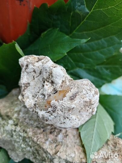 Окаменелости