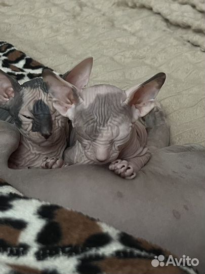 Канадский сфинкс котята