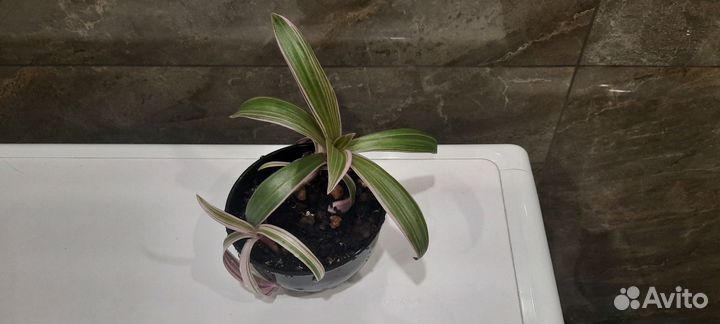 Хои,Традесканции, каланхоэ и др