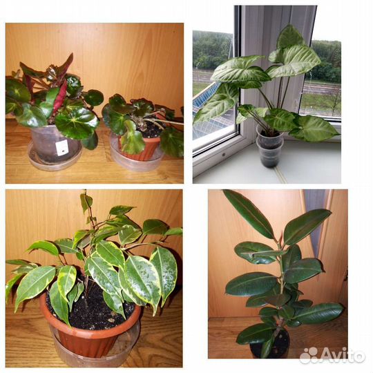 Комнатные растения