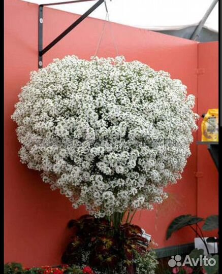 Алиссум вегетативный сноу принцесс