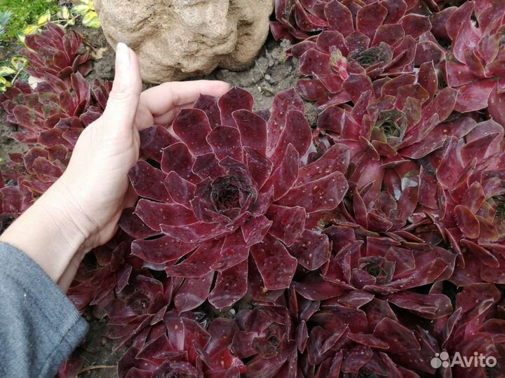 Молодило,каменная роза. Только по Крыму