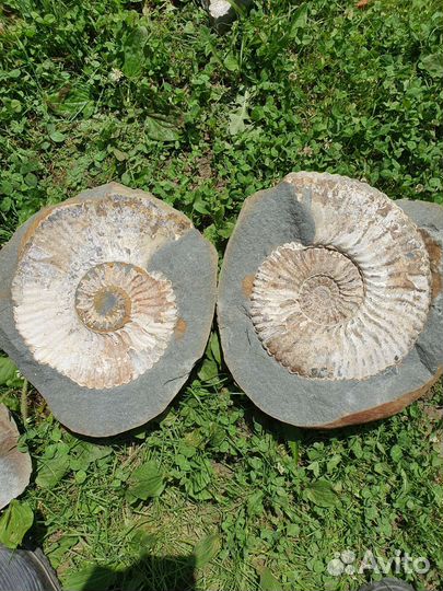 Окаменелости аммониты