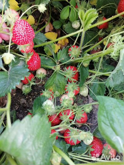 Рассада клубники 