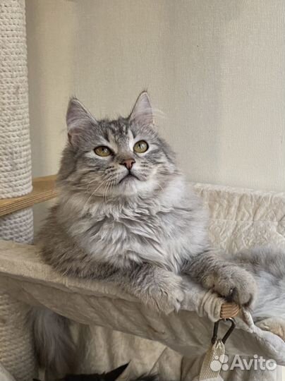 Сибирская кошечка