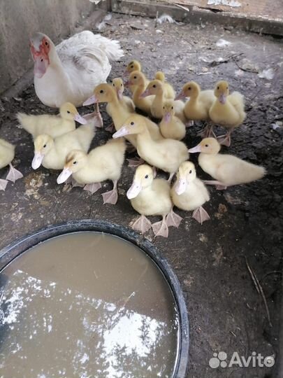 Утята шипуны