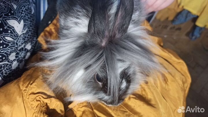 Декоративные кролики