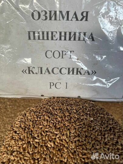 Семена оз.пшеницы элита Алексеич,Гром