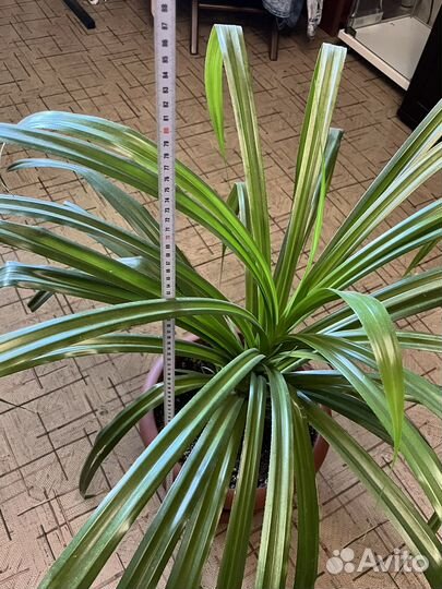 Пальма панданус