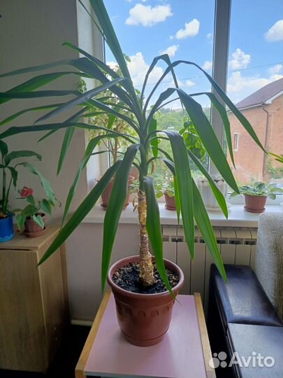 Продам комнатное растение Юкка 3-хлетка
