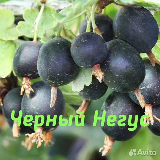Крыжовник