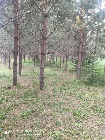 Участок 18 сот. (ИЖС)