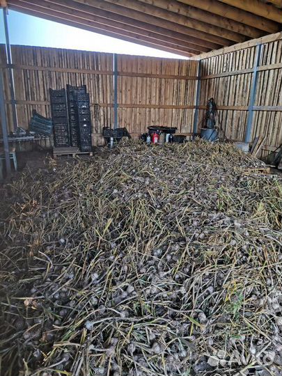 Чеснок оптом