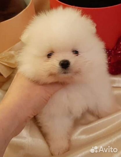 Померанские мишки